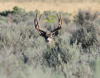 Mule deer buck standing in sagebrush habitat